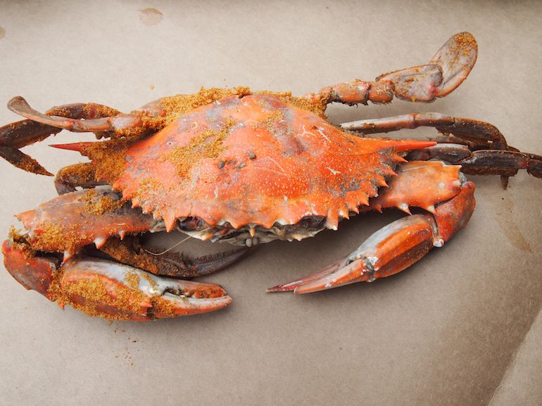 Paano Pumili ng isang Crab Tulad Ka Mula sa Maryland