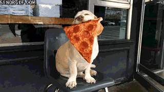 pizza de cachorro giphy