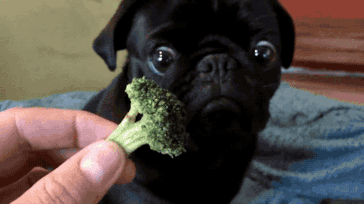 brócolis pug