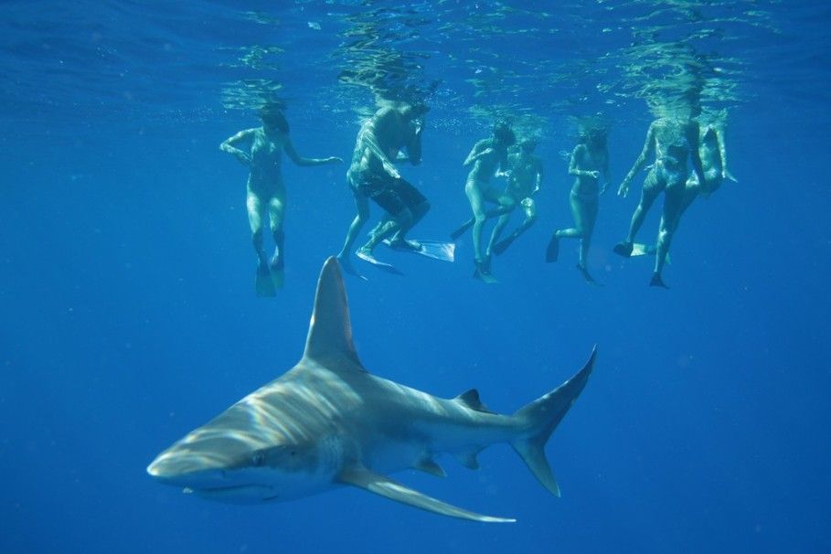 El problema de comer carne de tiburón del que nadie habla