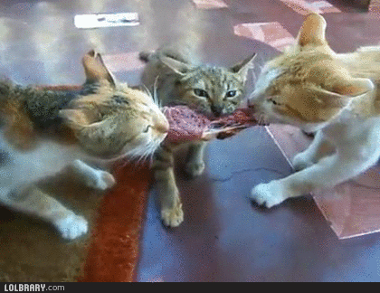 Котешки глад