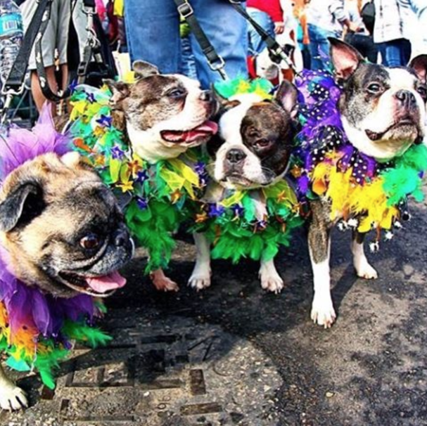 5 najlepších Mardi Gras strán v Spojených štátoch