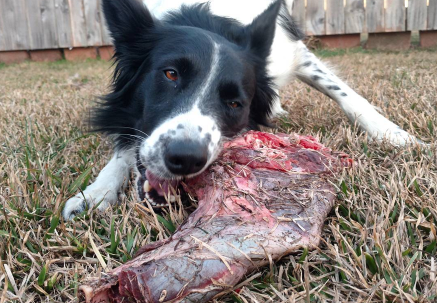 Ali bi morali svojega psa hraniti s surovim mesom?