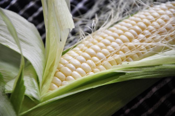 GMO nejsou tak špatné, jak si myslíte