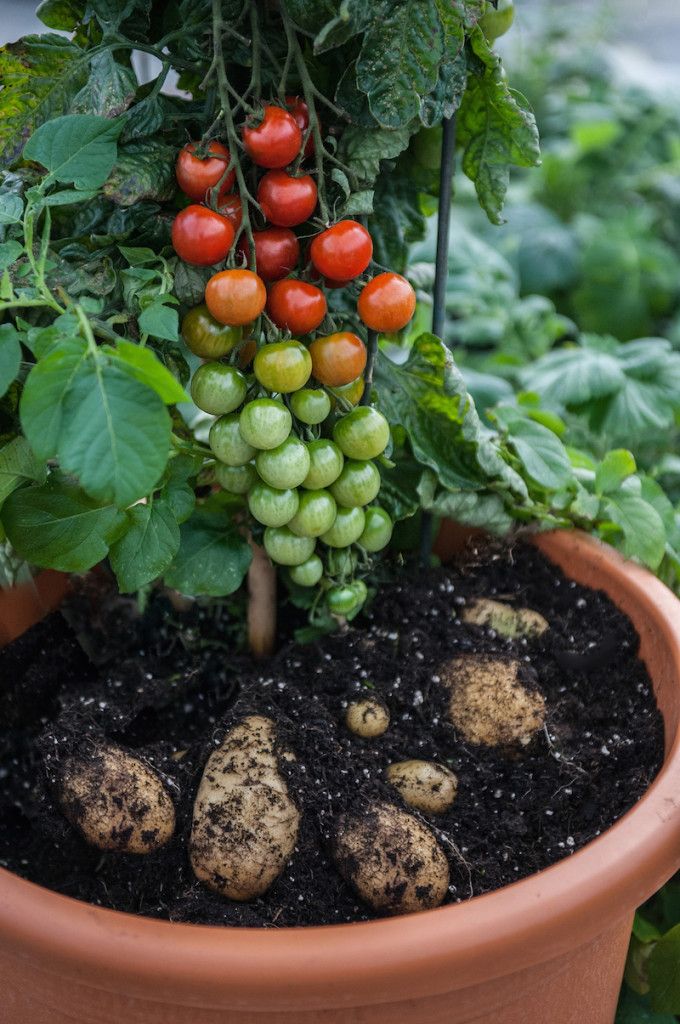 Els científics han creat un híbrid de planta de tomàquet i patata, perquè les patates fregides i el salsa de tomàquet